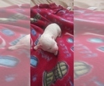 Small Photo #20 Bichon Frise Puppy For Sale in ORLANDO, FL, USA