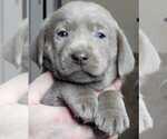 Small Photo #4 Labrador Retriever Puppy For Sale in OLYMPIA, WA, USA