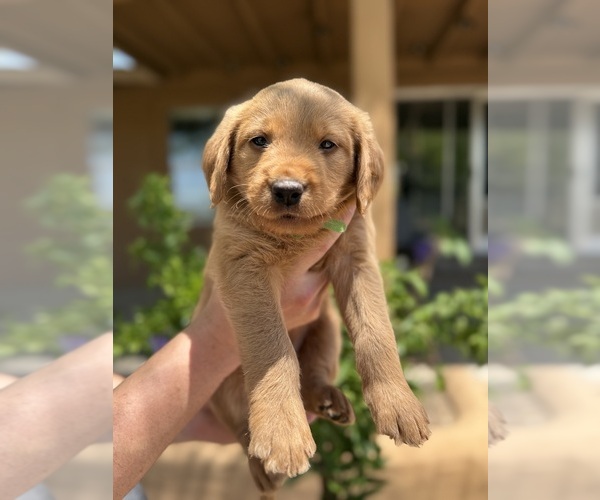 Medium Photo #14 Goldendoodle-Labrador Retriever Mix Puppy For Sale in CAVE CREEK, AZ, USA