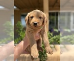 Small #2 Goldendoodle-Labrador Retriever Mix