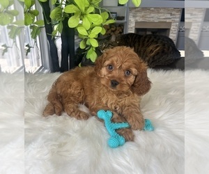 Cavapoo Puppy for sale in GREENWOOD, IN, USA