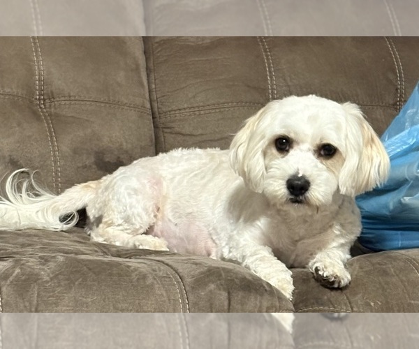 Medium Photo #1 Zuchon Puppy For Sale in RICHLANDS, NC, USA