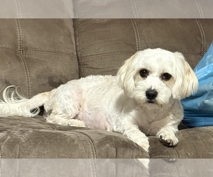 Mother of the Zuchon puppies born on 04/09/2025