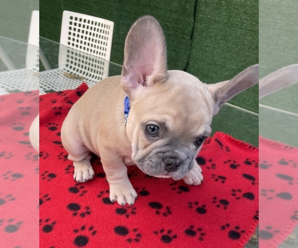 Medium Photo #8 French Bulldog Puppy For Sale in HIALEAH, FL, USA