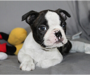 Boston Terrier Puppy for sale in BROOKSVILLE, FL, USA