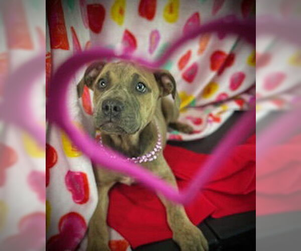 Medium Photo #8 Black Mouth Cur-Catahoula Leopard Dog Mix Puppy For Sale in Pleasanton, TX, USA