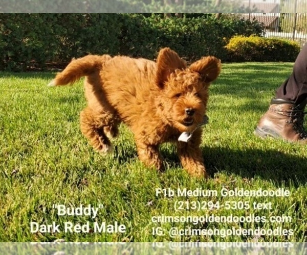 Medium Photo #5 Goldendoodle Puppy For Sale in BREA, CA, USA