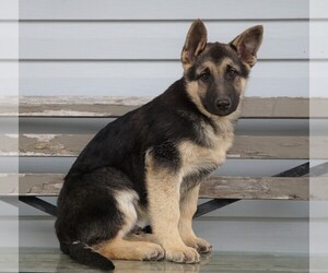 German Shepherd Dog-Siberian Husky Mix Puppy for sale in FREDERICKSBG, OH, USA