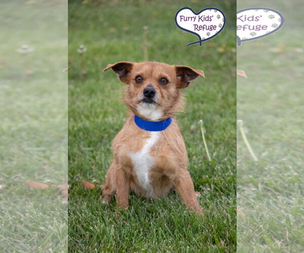 Medium Photo #3 Mutt Puppy For Sale in Lee's Summit, MO, USA