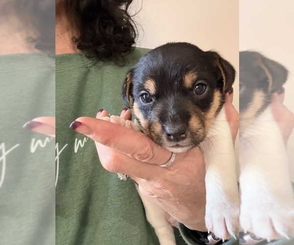 Medium Photo #2 Jack Russell Terrier Puppy For Sale in FREEMAN, MO, USA