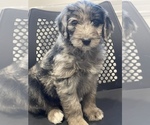 Small Photo #18 Aussiedoodle Puppy For Sale in CROWN POINT, IN, USA