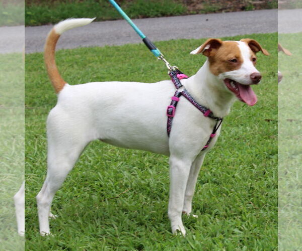 Medium Photo #3 Jack Chi Puppy For Sale in Prattville, AL, USA