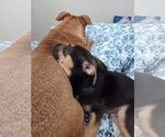 Small #2 Mutt
