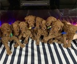 Small Poodle (Standard)