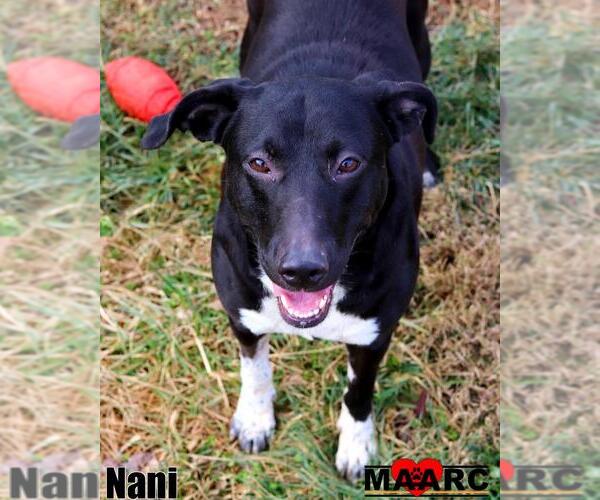 Medium Photo #3 Borador Puppy For Sale in Maryville, TN, USA