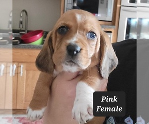 Basset Hound Puppy for Sale in BERESFORD, South Dakota USA