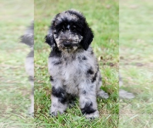 Poodle (Standard) Puppy for sale in ADAMSVILLE, TN, USA