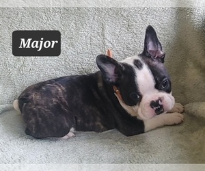 Faux Frenchbo Bulldog Puppy for sale in MINERAL WELLS, WV, USA
