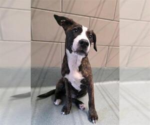 Labrador Retriever-Unknown Mix Dogs for adoption in Baytown, TX, USA