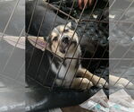 Small #1 Siberian Husky Mix