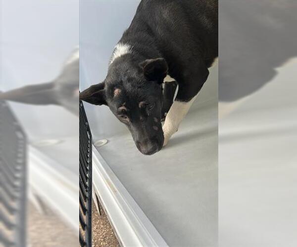 Medium Photo #1 Shepradors Puppy For Sale in Houston, TX, USA