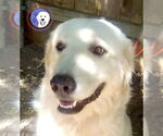 Small Great Pyrenees