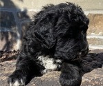 Small Photo #4 Bernedoodle Puppy For Sale in BOWLING GREEN, OH, USA