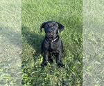 Small #1 Labrador Retriever-Staffordshire Bull Terrier Mix