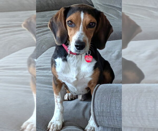 Medium Photo #5 Beagle Puppy For Sale in Dunnellon, FL, USA