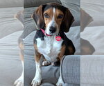 Small #4 Beagle