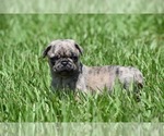 Small #5 Pug