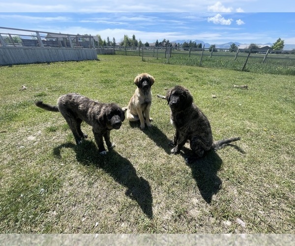 Medium Photo #6 Kangal Dog-Leonberger Mix Puppy For Sale in DILLON, MT, USA