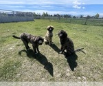 Small Photo #6 Kangal Dog-Leonberger Mix Puppy For Sale in DILLON, MT, USA