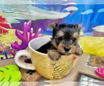 Small #5 Yorkshire Terrier