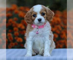 Cavapoo Puppy for sale in ANNVILLE, PA, USA