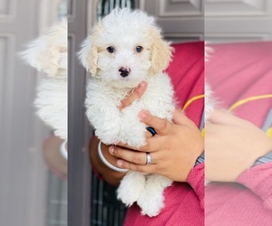 Maltipoo Puppy for sale in COOLIDGE, AZ, USA