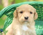 Image preview for Ad Listing. Nickname: Kipper