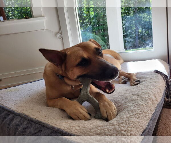 Medium Photo #12 Mutt Puppy For Sale in Cary, NC, USA