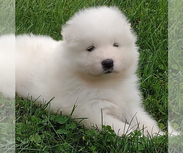 Medium Photo #1 Samoyed Puppy For Sale in STANLEY, WI, USA