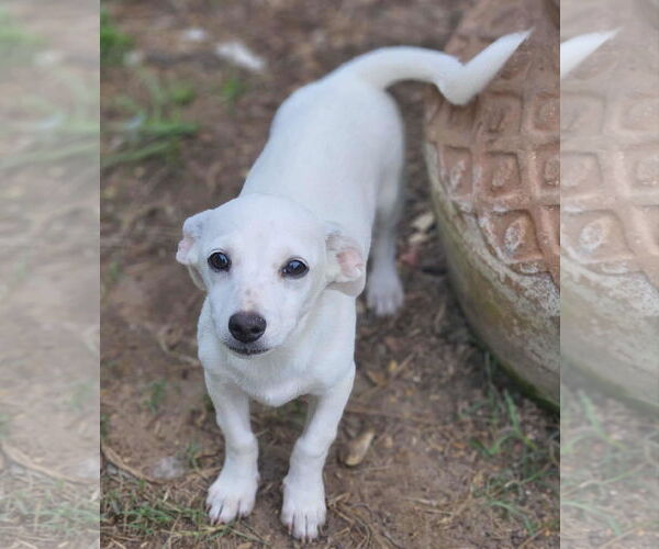 Medium Photo #7 Chiweenie Puppy For Sale in Wakefield, RI, USA