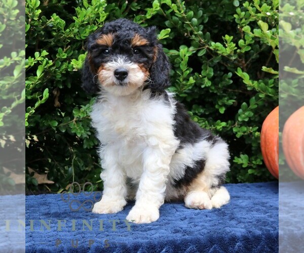 Medium Photo #1 Bernedoodle (Miniature) Puppy For Sale in NARVON, PA, USA