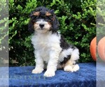 Image preview for Ad Listing. Nickname: Holly