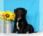 Small Photo #3 Aussiedoodle Puppy For Sale in GAP, PA, USA