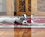 Small #8 Mutt