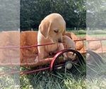 Small Photo #9 Labrador Retriever Puppy For Sale in NEOLA, WV, USA