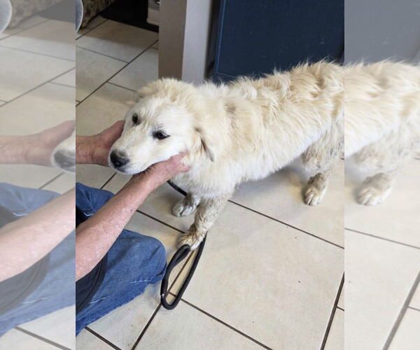 Medium Photo #9 Great Pyrenees Puppy For Sale in Croydon, NH, USA