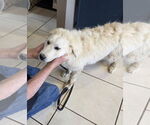 Small #8 Great Pyrenees