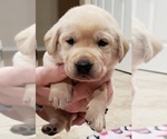 Small Photo #17 Labrador Retriever Puppy For Sale in OLYMPIA, WA, USA