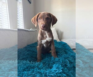 Border Collie-Mountain Cur Mix Dogs for adoption in Monterey, VA, USA