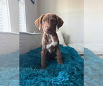Small Border Collie-Mountain Cur Mix